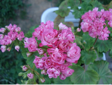 DSC01452.JPG