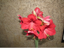 ����������� Donau