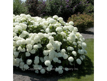 ��������� ��������� NEW -150