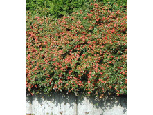 ��������� ����� ����� NEW -210