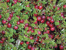 ������ �������� NEW -210