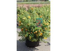 �������� ������������� ��� ��� -105