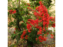 �������� ��������� NEW -175