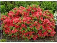 ����������� ����� ���-120