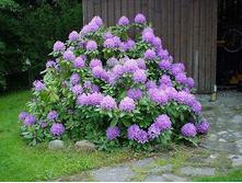 ����������� ���������� ������������ NEW -150