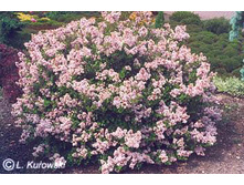 ������ ������ ������� NEW -150