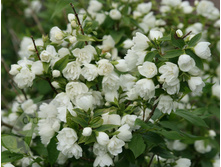 �������� ����� �\'����� -105