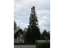 17 ���������� ���.jpg