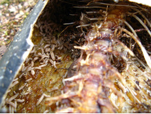 31 ������ ������ ����.jpg