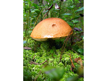 36 ��������.jpg