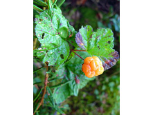 38 ������� � �������.jpg