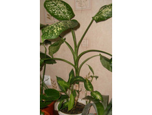 ����������