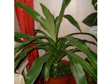 ������� ���������