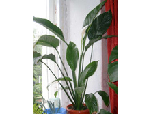 ����������� ����������