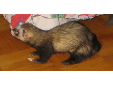 ���. ���� 2009