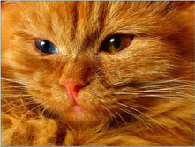 ������� ����