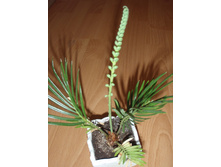 ��������/����� ��������