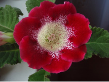 ������� ���