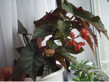 ������� ����������