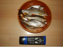 ����� 13 ���� 2009