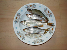 ������ 22 ���� 2009