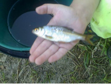 ������ 27 ���� 2009