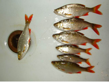 ������� 7 ���� 2009