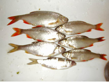 ������ 12 ���� 2009