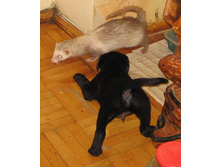 ����� �������� �������� ��������