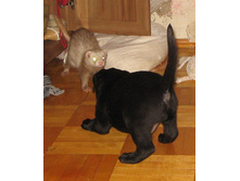 ���� �������� �� �������