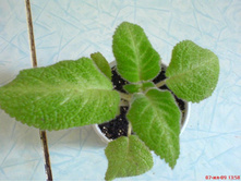 ������� Lilacina Verdis