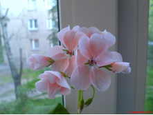 ������ ������