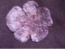 DSCF0532_����� ������.JPG