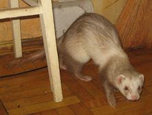 ������ 3 ����