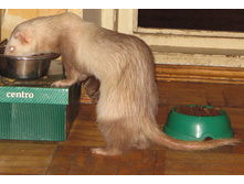 ������ ���� �������