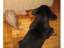 ����� ������� ����