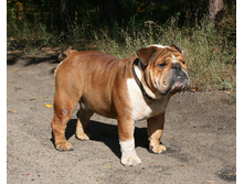 4 �������� �������� � ����� 253.jpg