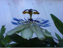 ��� �����