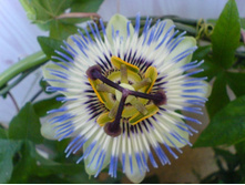 ��� ������