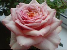 �ݣ ���� �������