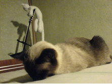 �������� ��������� :)