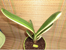 Clivia Beautiful Variegated