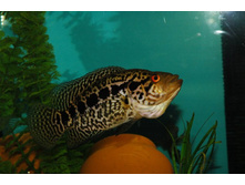 ���������� ����������