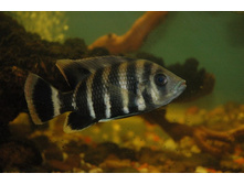 ��������� ������� ������