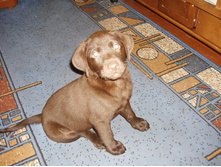 ������ �������