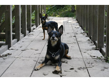 ��� �������))