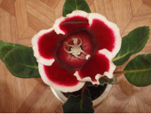 ������ �������