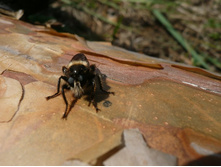 ��/��� ��������