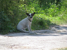 ������� ���� ��������