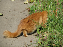 ����������. ������ ������ )))